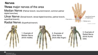 Nerves
Three major nerves of the area
Median Nerve (Palmar branch, recurrent branch, common palmar
digital branches)
Ulnar Nerve (Dorsal branch, dorsal digital branches, palmar branch,
superficial branch)
Radial Nerve (Superficial branch)
1. Example of
Median Nerve
(think middle)
2. Example of
Ulnar Nerve
(think little finger)
3. Example of
Radial Nerve
(think thumb
side)
 