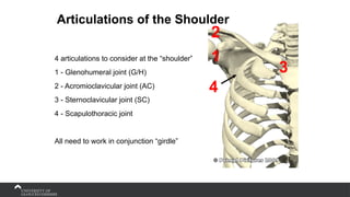Articulations of the Shoulder
4 articulations to consider at the “shoulder”
1 - Glenohumeral joint (G/H)
2 - Acromioclavicular joint (AC)
3 - Sternoclavicular joint (SC)
4 - Scapulothoracic joint
All need to work in conjunction “girdle”
1
2
3
4
 