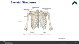 39
Skeletal Structures
Palastanga, 2019
Humerus
 