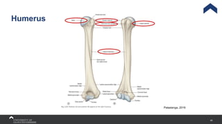 40
Humerus
Palastanga, 2019
 