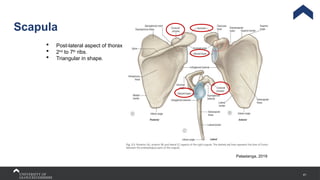 41
Scapula
Palastanga, 2019
 Post-lateral aspect of thorax
 2nd
to 7th
ribs.
 Triangular in shape.
 
