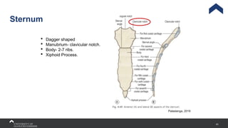 43
Sternum
Palastanga, 2019
 Dagger shaped
 Manubrium- clavicular notch.
 Body- 2-7 ribs.
 Xiphoid Process.
 