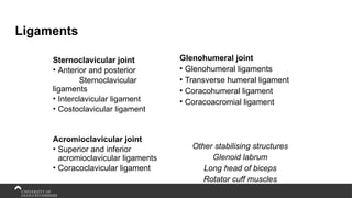 Ligaments
Sternoclavicular joint
• Anterior and posterior
Sternoclavicular
ligaments
• Interclavicular ligament
• Costoclavicular ligament
Acromioclavicular joint
• Superior and inferior
acromioclavicular ligaments
• Coracoclavicular ligament
Glenohumeral joint
• Glenohumeral ligaments
• Transverse humeral ligament
• Coracohumeral ligament
• Coracoacromial ligament
Other stabilising structures
Glenoid labrum
Long head of biceps
Rotator cuff muscles
 