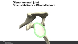 Glenohumeral joint
Other stabilisers – Glenoid labrum
 