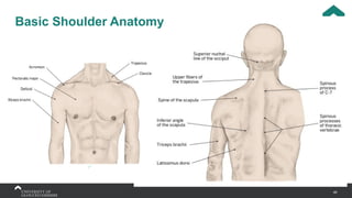 46
Basic Shoulder Anatomy
 