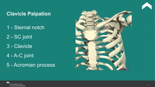 47
Clavicle Palpation
1 - Sternal notch
2 - SC joint
3 - Clavicle
4 - A-C joint
5 - Acromian process
 