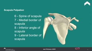 49
Scapula Palpation
6 - Spine of scapula
7 - Medial border of
scapula
8 - Inferior angle of
scapula
9 - Lateral border of
scapula
 