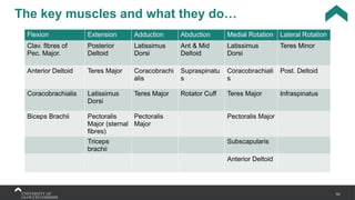 53
The key muscles and what they do…
Flexion Extension Adduction Abduction Medial Rotation Lateral Rotation
Clav. fibres of
Pec. Major.
Posterior
Deltoid
Latissimus
Dorsi
Ant & Mid
Deltoid
Latissimus
Dorsi
Teres Minor
Anterior Deltoid Teres Major Coracobrachi
alis
Supraspinatu
s
Coracobrachiali
s
Post. Deltoid
Coracobrachialis Latissimus
Dorsi
Teres Major Rotator Cuff Teres Major Infraspinatus
Biceps Brachii Pectoralis
Major (sternal
fibres)
Pectoralis
Major
Pectoralis Major
Triceps
brachii
Subscapularis
Anterior Deltoid
 