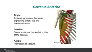 Serratus Anterior
Origin
External surfaces of the upper
eight (nine or ten) ribs and
intercostal fascia
Insertion
Costal surface of the medial border
of the scapula
Action
Protraction of scapula
 