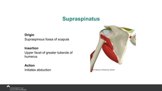 Supraspinatus
Origin
Supraspinous fossa of scapula
Insertion
Upper facet of greater tubercle of
humerus
Action
Initiates abduction
 