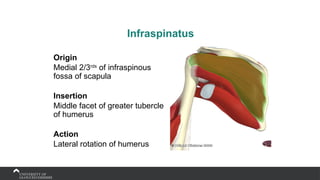 Infraspinatus
Origin
Medial 2/3rds
of infraspinous
fossa of scapula
Insertion
Middle facet of greater tubercle
of humerus
Action
Lateral rotation of humerus
 