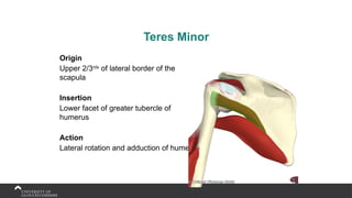 Teres Minor
Origin
Upper 2/3rds
of lateral border of the
scapula
Insertion
Lower facet of greater tubercle of
humerus
Action
Lateral rotation and adduction of humerus
 
