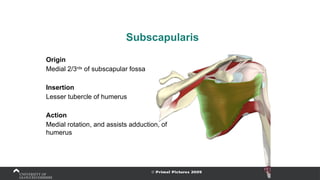 Subscapularis
Origin
Medial 2/3rds
of subscapular fossa
Insertion
Lesser tubercle of humerus
Action
Medial rotation, and assists adduction, of
humerus
 