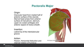 Pectoralis Major
Origin:
Clavicular head from medial half of
anterior surface of the clavicle.
Sternal head arises from anterior
surface of manubrium, sternum,
upper six costal cartilages and
anterior aspect of rectus sheath.
Insertion:
Lateral lip of the intertubercular
groove
Action:
Flexion, Horizontal Adduction and
internal rotation of humerus
 