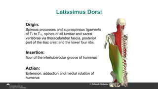 Latissimus Dorsi
Origin:
Spinous processes and supraspinous ligaments
of T7 to T12, spines of all lumbar and sacral
vertebrae via thoracolumbar fascia, posterior
part of the iliac crest and the lower four ribs
Insertion:
floor of the intertubercular groove of humerus
Action:
Extension, adduction and medial rotation of
humerus
 