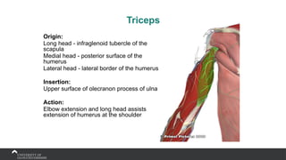 Triceps
Origin:
Long head - infraglenoid tubercle of the
scapula
Medial head - posterior surface of the
humerus
Lateral head - lateral border of the humerus
Insertion:
Upper surface of olecranon process of ulna
Action:
Elbow extension and long head assists
extension of humerus at the shoulder
 