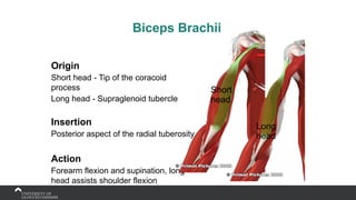 Biceps Brachii
Origin
Short head - Tip of the coracoid
process
Long head - Supraglenoid tubercle
Insertion
Posterior aspect of the radial tuberosity
Action
Forearm flexion and supination, long
head assists shoulder flexion
Short
head
Long
head
 
