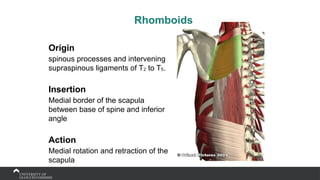 Rhomboids
Origin
spinous processes and intervening
supraspinous ligaments of T2 to T5.
Insertion
Medial border of the scapula
between base of spine and inferior
angle
Action
Medial rotation and retraction of the
scapula
 