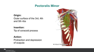 Pectoralis Minor
Origin:
Outer surface of the 3rd, 4th
and 5th ribs
Insertion:
Tip of coracoid process
Action:
Protraction and depression
of scapula
 