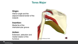 Teres Major
Origin:
Inferior angle and the
adjacent lateral border of the
scapula
Insertion:
Medial lip of the
intertubercular groove
Action:
Extension, adduction and
medial rotation of the
humerus
 