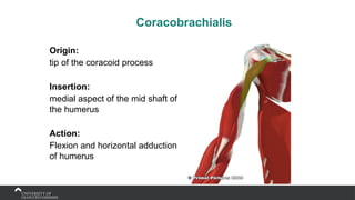 Coracobrachialis
Origin:
tip of the coracoid process
Insertion:
medial aspect of the mid shaft of
the humerus
Action:
Flexion and horizontal adduction
of humerus
 