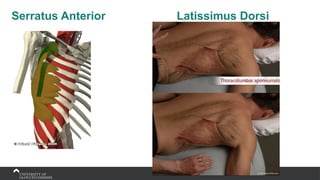 Serratus Anterior Latissimus Dorsi
 