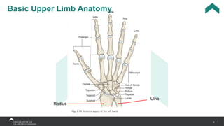 7
Basic Upper Limb Anatomy
Radius
Ulna
 