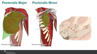 Pectoralis Major Pectoralis Minor
 