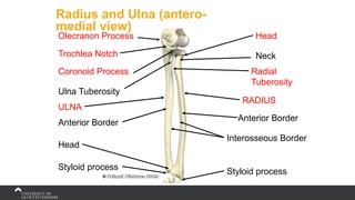 Radius and Ulna (antero-
medial view)
Head
Radial
Tuberosity
RADIUS
Ulna Tuberosity
Coronoid Process
Olecranon Process
Anterior Border
Anterior Border
Trochlea Notch Neck
ULNA
Interosseous Border
Styloid process Styloid process
Head
 