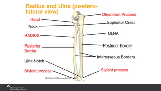 Radius and Ulna (postero-
lateral view)
Supinator Crest
Posterior
Border
Ulna Notch
Posterior Border
Head
RADIUS
Olecranon Process
Neck
ULNA
Interosseous Borders
Styloid process Styloid process
 