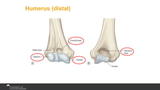 Humerus (distal)
 