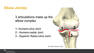 Elbow Joint(s)
3 articulations make up the
elbow complex
1- Humero-ulna Joint
2 - Humero-radial Joint
3 - Superior Radio-Ulna Joint
1 2
3
 
