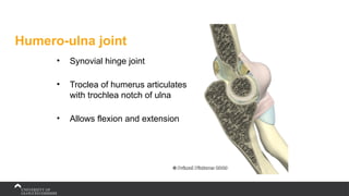 Humero-ulna joint
• Synovial hinge joint
• Troclea of humerus articulates
with trochlea notch of ulna
• Allows flexion and extension
 