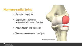 Humero-radial joint
• Synovial hinge joint
• Capitulum of humerus
articulates with head of radius
• Allows flexion and extension
• Often not considered a “true” joint
 