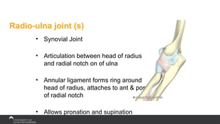 Radio-ulna joint (s)
• Synovial Joint
• Articulation between head of radius
and radial notch on of ulna
• Annular ligament forms ring around
head of radius, attaches to ant & post
of radial notch
• Allows pronation and supination
 