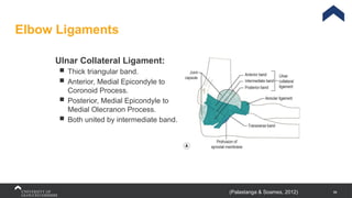 86
Elbow Ligaments
Ulnar Collateral Ligament:
 Thick triangular band.
 Anterior, Medial Epicondyle to
Coronoid Process.
 Posterior, Medial Epicondyle to
Medial Olecranon Process.
 Both united by intermediate band.
(Palastanga & Soames, 2012)
 