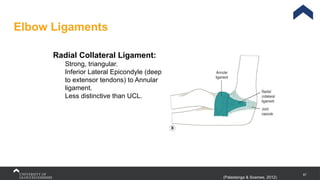 87
Elbow Ligaments
(Palastanga & Soames, 2012)
Radial Collateral Ligament:
Strong, triangular.
Inferior Lateral Epicondyle (deep
to extensor tendons) to Annular
ligament.
Less distinctive than UCL.
 