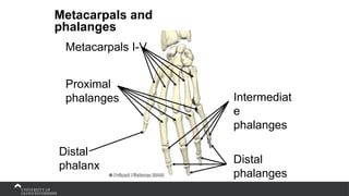Metacarpals and
phalanges
Metacarpals I-V
Proximal
phalanges Intermediat
e
phalanges
Distal
phalanges
Distal
phalanx
 