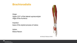 Brachioradialis
Origin
Upper 2/3rds
of the lateral supracondylar
ridge of the humerus
Insertion
base of the styloid process of radius
Action
Elbow flexion
 