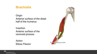 Brachialis
Origin
Anterior surface of the distal
half of the humerus
Insertion
Anterior surface of the
coronoid process
Action
Elbow Flexion
 