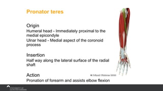 Pronator teres
Origin
Humeral head - Immediately proximal to the
medial epicondyle
Ulnar head - Medial aspect of the coronoid
process
Insertion
Half way along the lateral surface of the radial
shaft
Action
Pronation of forearm and assists elbow flexion
 