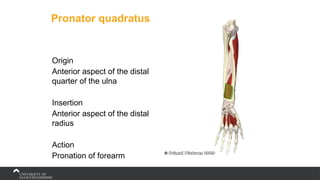 Pronator quadratus
Origin
Anterior aspect of the distal
quarter of the ulna
Insertion
Anterior aspect of the distal
radius
Action
Pronation of forearm
 