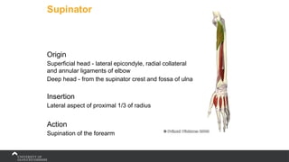 Supinator
Origin
Superficial head - lateral epicondyle, radial collateral
and annular ligaments of elbow
Deep head - from the supinator crest and fossa of ulna
Insertion
Lateral aspect of proximal 1/3 of radius
Action
Supination of the forearm
 