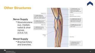 96
Other Structures
Nerve Supply
 Musculocutane
ous, median,
radial & ulnar
nerves
(C5,6,7,8)
Blood Supply
 Brachial Artery
and branches.
 