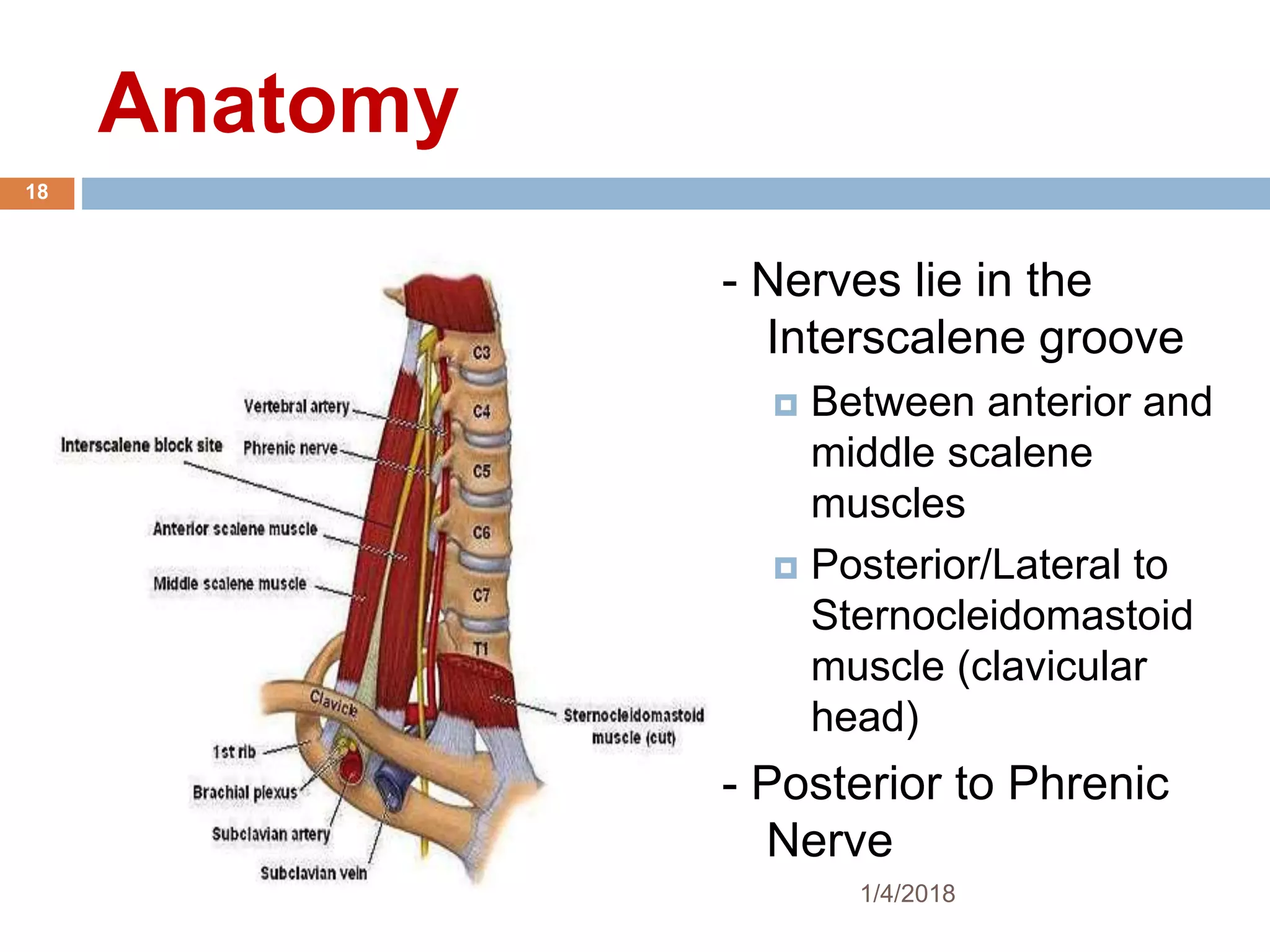 Anatomy
- Nerves lie in the
Interscalene groove
 Between anterior and
middle scalene
muscles
 Posterior/Lateral to
Sternocleidomastoid
muscle (clavicular
head)
- Posterior to Phrenic
Nerve
1/4/2018
18
 