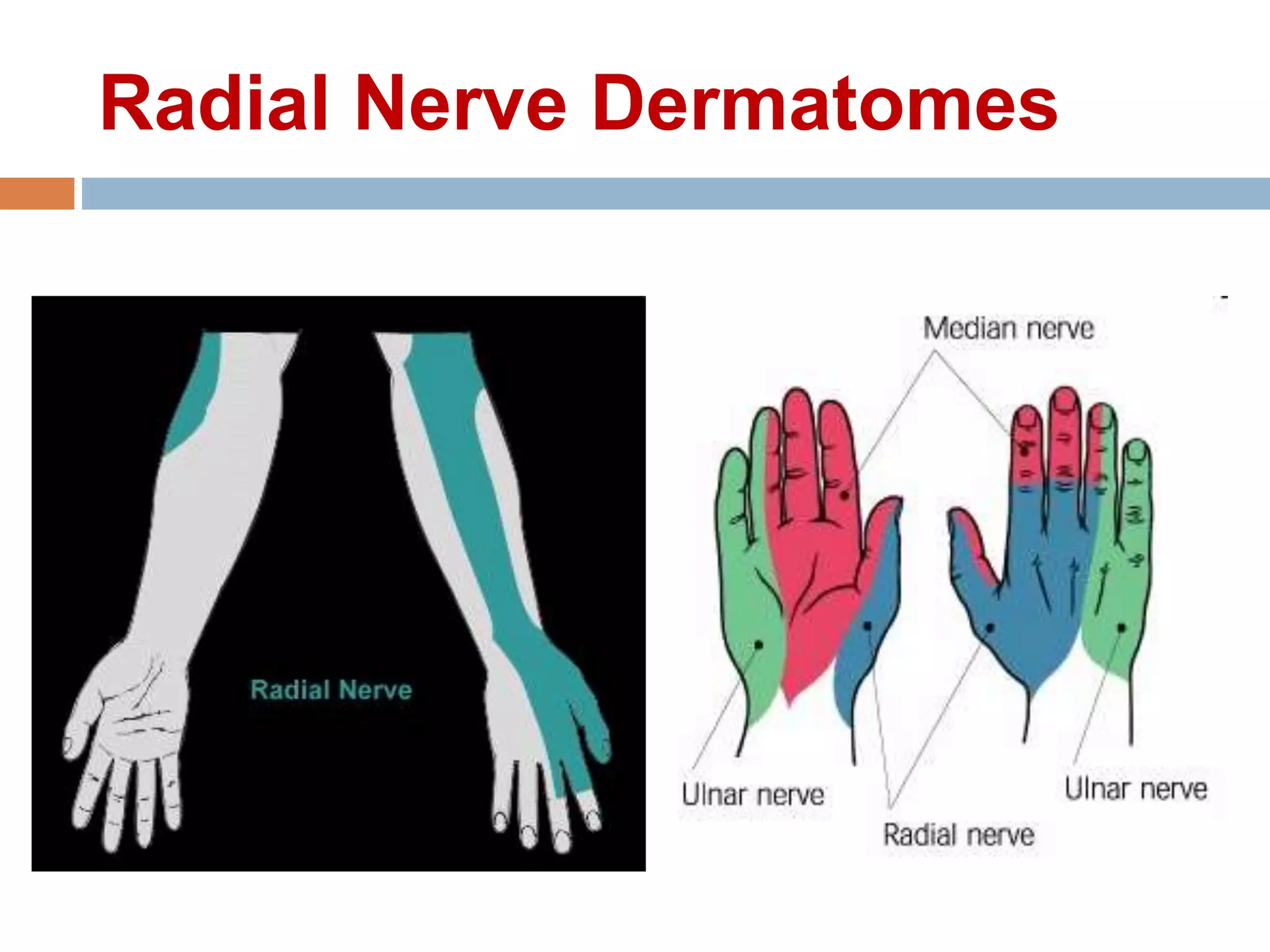 Radial Nerve Dermatomes
 