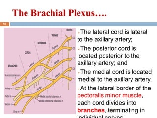 The lateral cord is lateral
to the axillary artery;
The posterior cord is
located posterior to the
axillary artery; and
The medial cord is located
medial to the axillary artery.
At the lateral border of the
pectoralis minor muscle,
each cord divides into
branches, terminating in
The Brachial Plexus….The Brachial Plexus….
1/4/2018
10
 