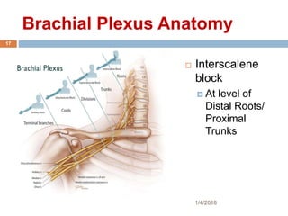 Brachial Plexus Anatomy
 Interscalene
block
 At level of
Distal Roots/
Proximal
Trunks
1/4/2018
17
 
