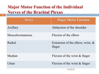 Major Motor Function of the Individual
Nerves of the Brachial Plexus
Nerve Major Motor Function
Axillary Abduction of the shoulder
Musculocutaneous Flexion of the elbow
Radial Extension of the elbow, wrist, &
finger
Median Flexion of the wrist & finger
Ulnar Flexion of the wrist & finger
1/4/2018
4
 