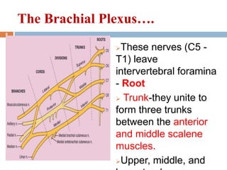 These nerves (C5 -
T1) leave
intervertebral foramina
- Root
 Trunk-they unite to
form three trunks
between the anterior
and middle scalene
muscles.
Upper, middle, and
The Brachial Plexus….
8
 